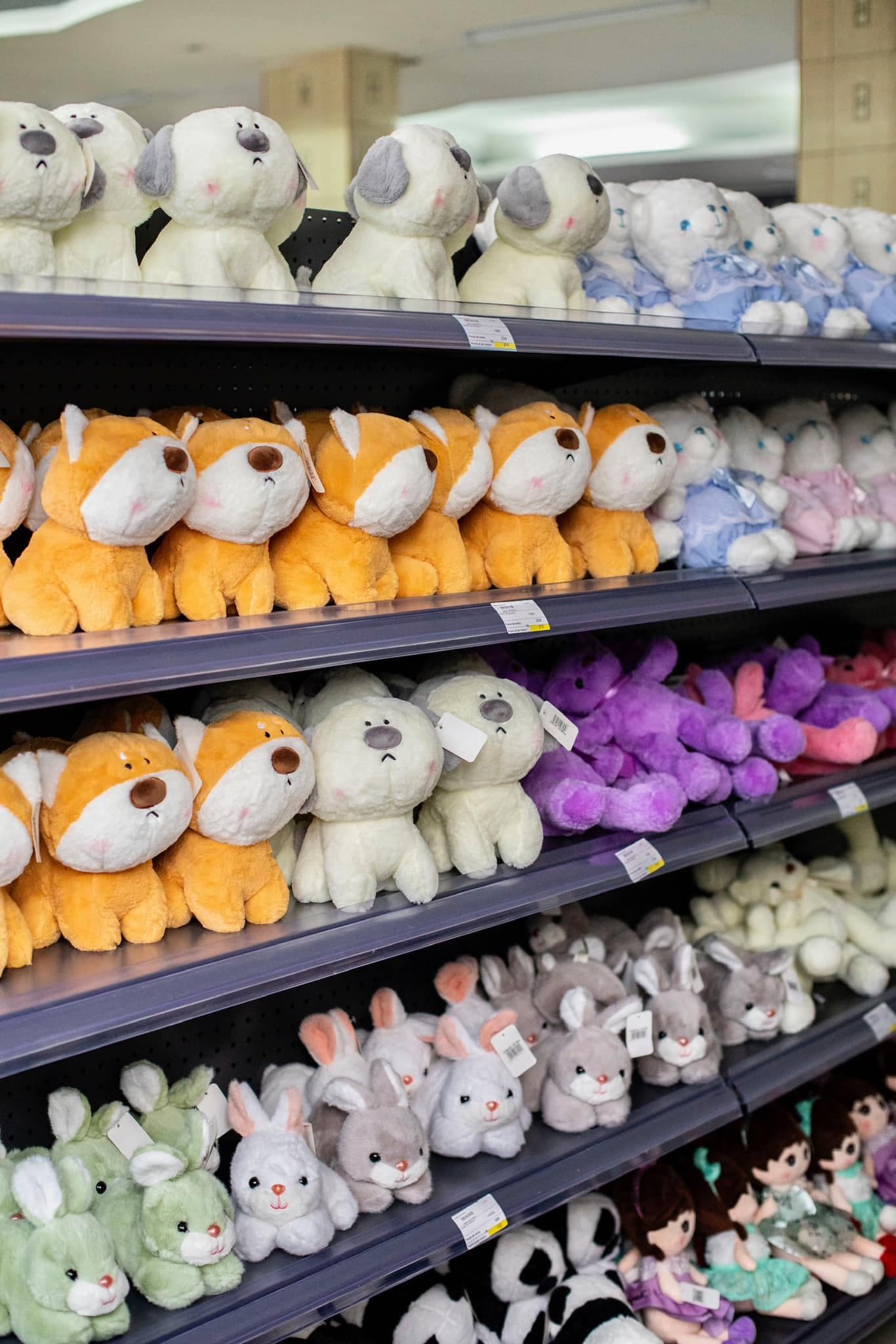 ¡Una pared de lindos peluches!